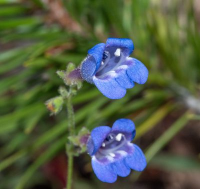 Penstemon laetus, photographed by Don Loarie