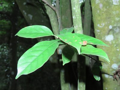 Lithocarpus glaber, photographed by chiuluan
