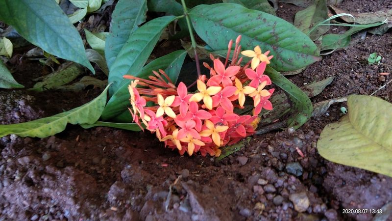 Ixora chinensis, photographed by Swarochi Tathagath