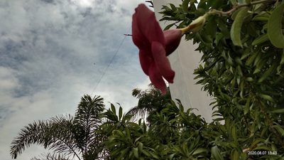 Allamanda blanchetii, photographed by Swarochi Tathagath