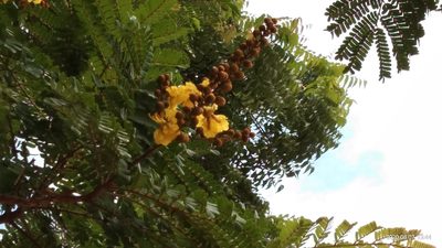 Peltophorum pterocarpum, photographed by Swarochi Tathagath