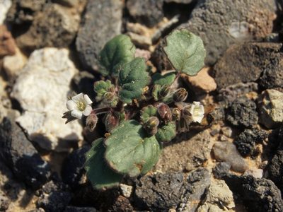Phacelia neglecta, photographed by Jim Morefield