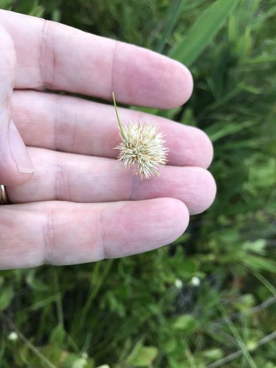Rhynchospora pallida, photographed by Alan Weakley