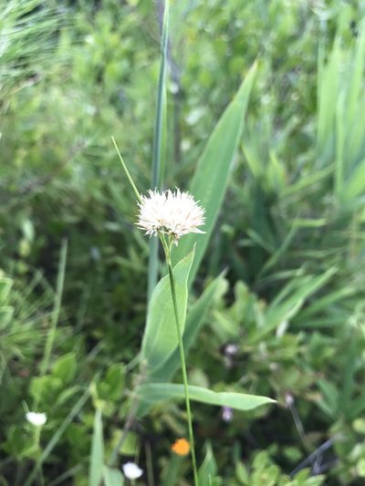 Rhynchospora pallida, photographed by Alan Weakley