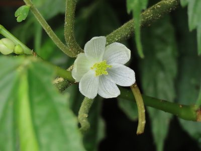 Begonia longifolia, photographed by chiuluan