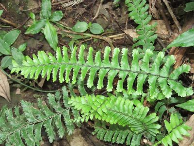 Hymenasplenium cheilosorum, photographed by chiuluan