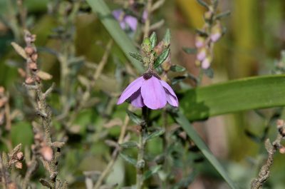 Tetratheca labillardierei, photographed by James (Jim) Duggan
