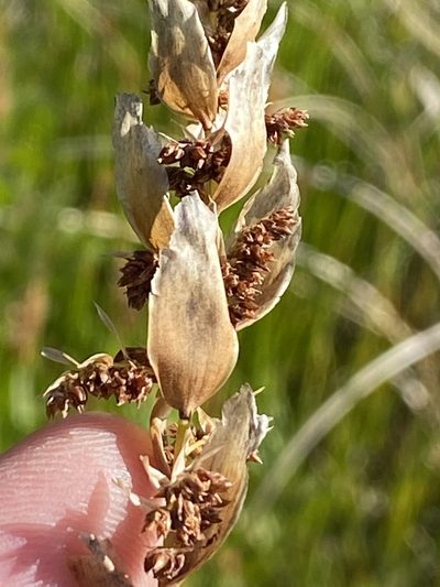 Elegia fistulosa, photographed by Dave U