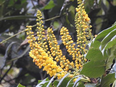 Berberis napaulensis, photographed by Aravind_PS