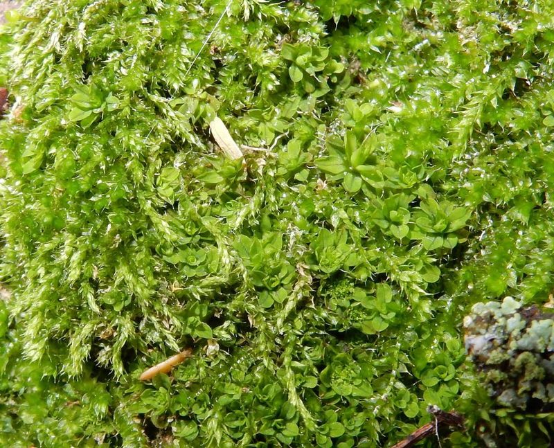Syntrichia pagorum, photographed by Henry de Lange