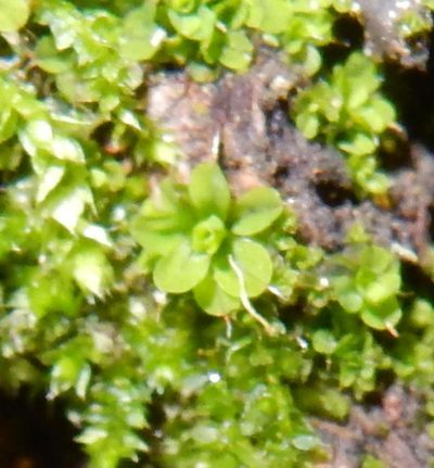 Syntrichia pagorum, photographed by Henry de Lange