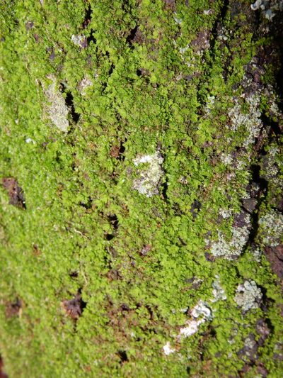Syntrichia pagorum, photographed by Henry de Lange