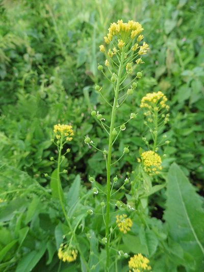Neslia paniculata, photographed by Силаева Татьяна Борисовна