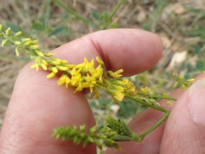 Melilotus altissimus, photographed by Robert H. Wardell