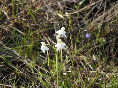 Habenaria longicornu, photographed by Aravind_PS