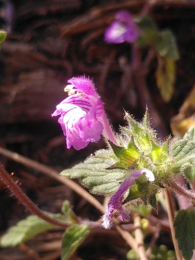 Galeopsis pyrenaica, photographed by Yves Bas