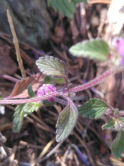 Galeopsis pyrenaica, photographed by Yves Bas