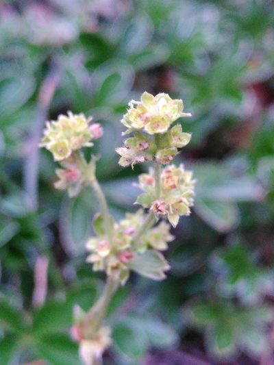 Alchemilla saxatilis, photographed by Yves Bas