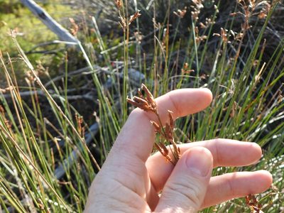 Fimbristylis ferruginea, photographed by Greg Tasney