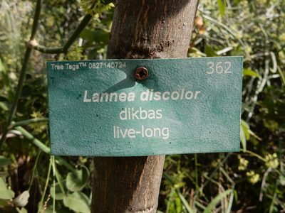 Lannea discolor, photographed by Henry de Lange