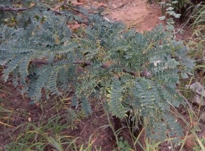 Vachellia robusta, photographed by Henry de Lange
