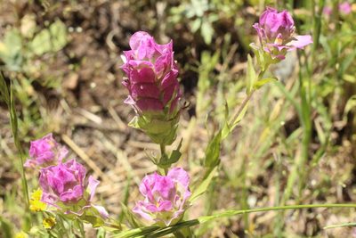 Orthocarpus imbricatus, photographed by Chelle Temple-King