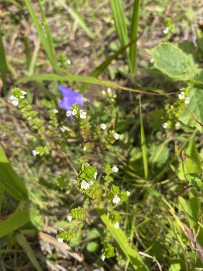 Euphrasia maximowiczii, photographed by Nadezhda Bortnikova