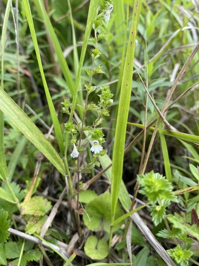 Euphrasia maximowiczii, photographed by Nadezhda Bortnikova