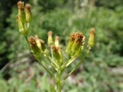 Senecio hydrophilus, photographed by Lindsey K. Wise