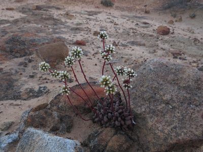 Crassula fragarioides, photographed by James Deacon