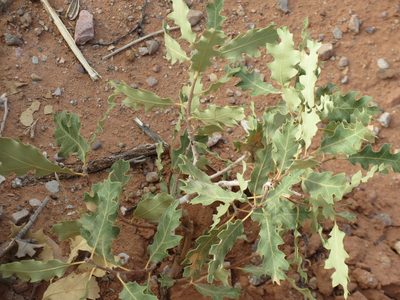 Quercus welshii, photographed by Guillaume Delaitre