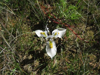 Moraea ciliata, photographed by James Deacon