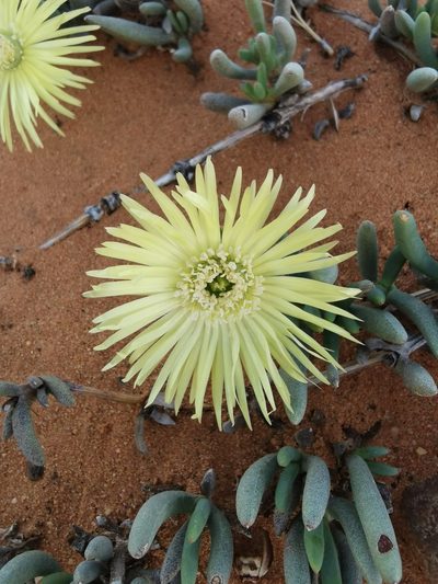 Cephalophyllum loreum, photographed by Kai.Munting.Tankwa