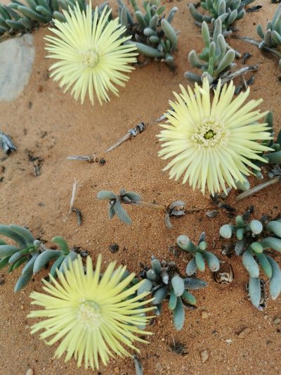 Cephalophyllum loreum, photographed by Kai.Munting.Tankwa