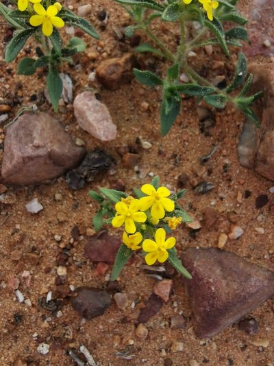 Zaluzianskya lanigera, photographed by Kai.Munting.Tankwa