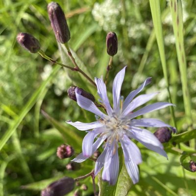 Lactuca sibirica, photographed by Dag Endresen