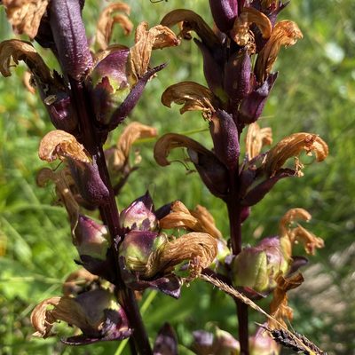 Pedicularis sceptrum-carolinum, photographed by Dag Endresen