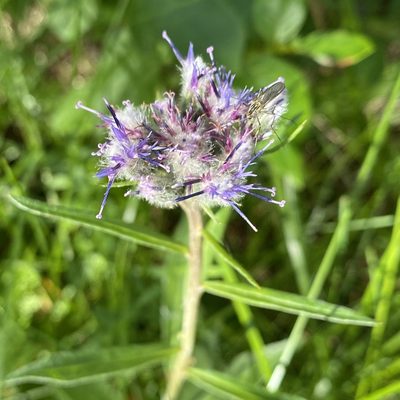 Saussurea alpina, photographed by Dag Endresen