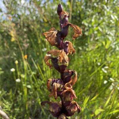Pedicularis sceptrum-carolinum, photographed by Dag Endresen