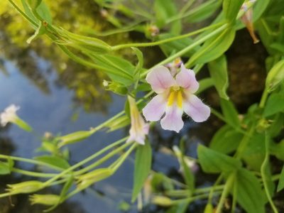 Erythranthe erubescens, photographed by Jonathan Curley