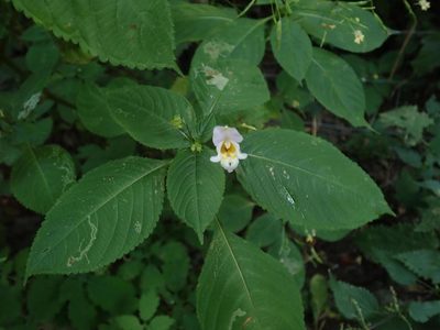Impatiens edgeworthii, photographed by Alexis Tinker-Tsavalas