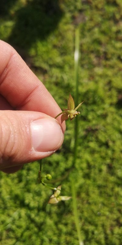 Gilliesia graminea, photographed by Darío De la Fuente