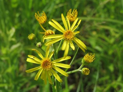 Jacobaea paludosa, photographed by Andreas Rockstein