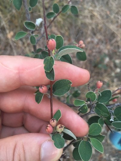 Cotoneaster tauricus, photographed by Максим Шумских