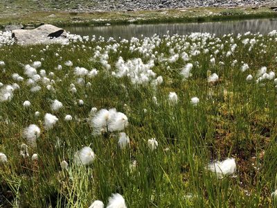 Eriophorum scheuchzeri, photographed by James Hardcastle