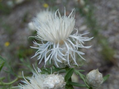 Centaurea deusta, photographed by Luca Fornasari
