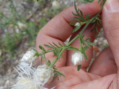 Centaurea deusta, photographed by Luca Fornasari