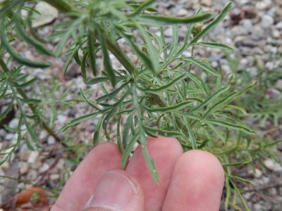 Centaurea deusta, photographed by Luca Fornasari