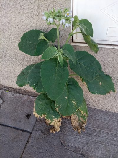 Solanum abutiloides, photographed by Naturalist Tours