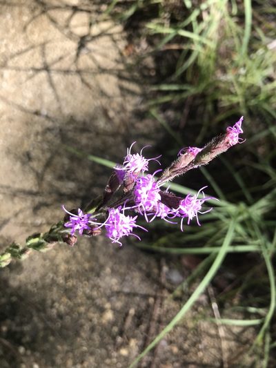 Liatris garberi, photographed by gcschmidt911